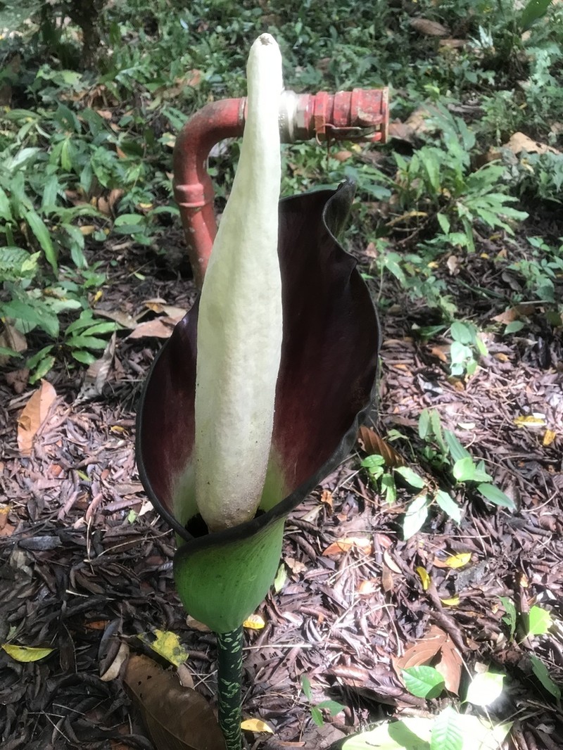 Amorphophallus hewittii photo 5