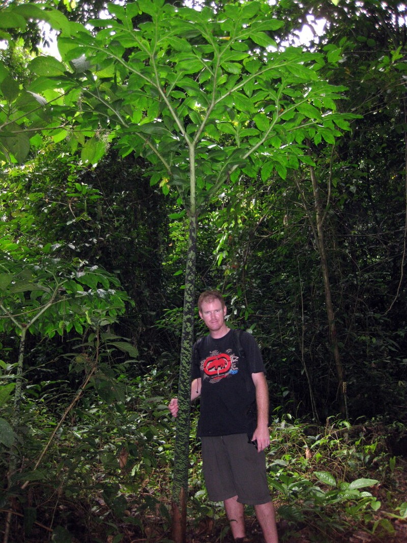 Amorphophallus hewittii photo 6