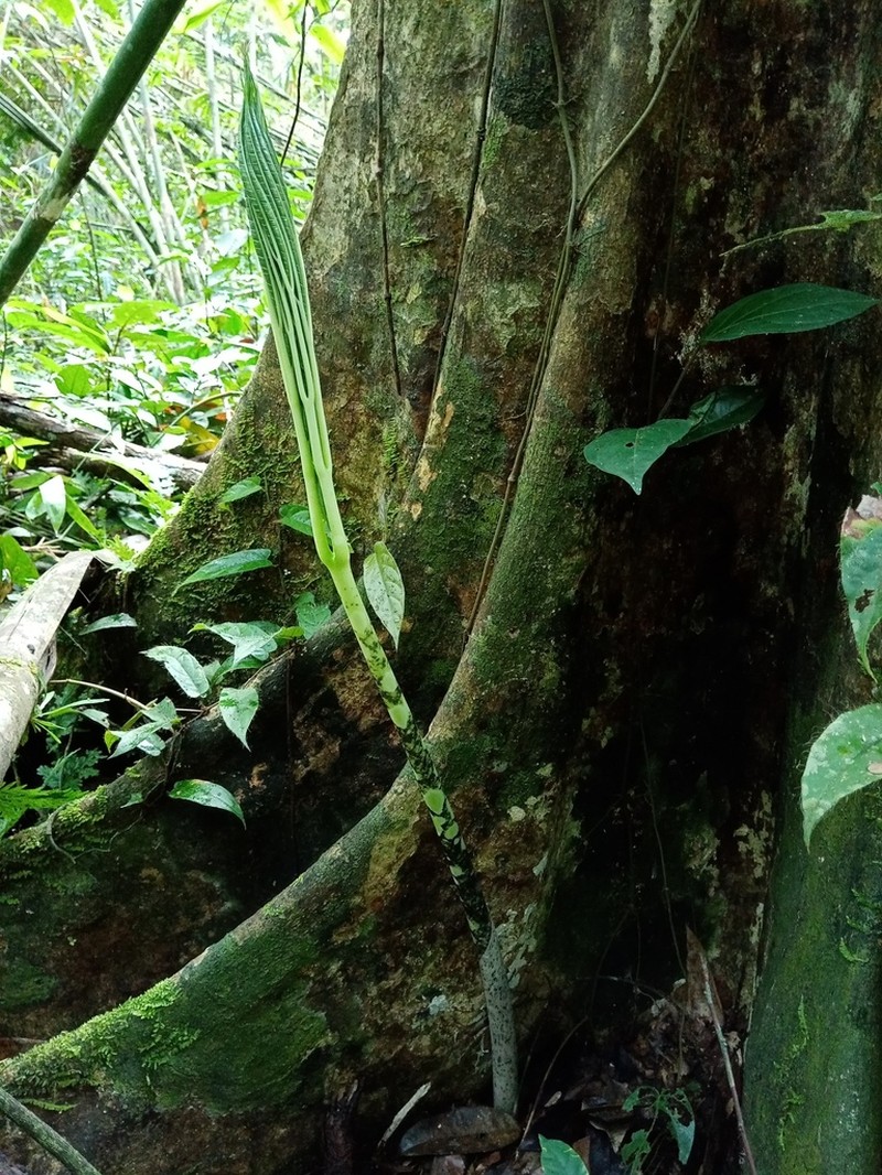 Amorphophallus hewittii photo 7