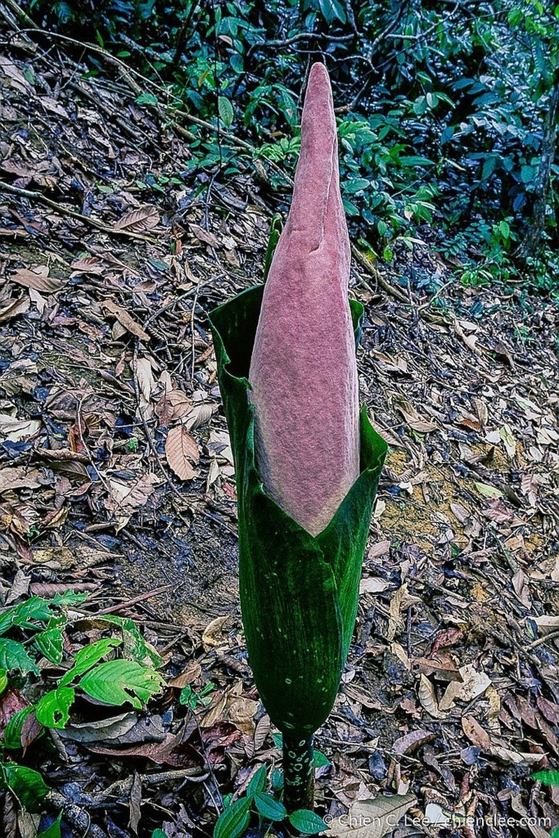 Amorphophallus hewittii photo 8