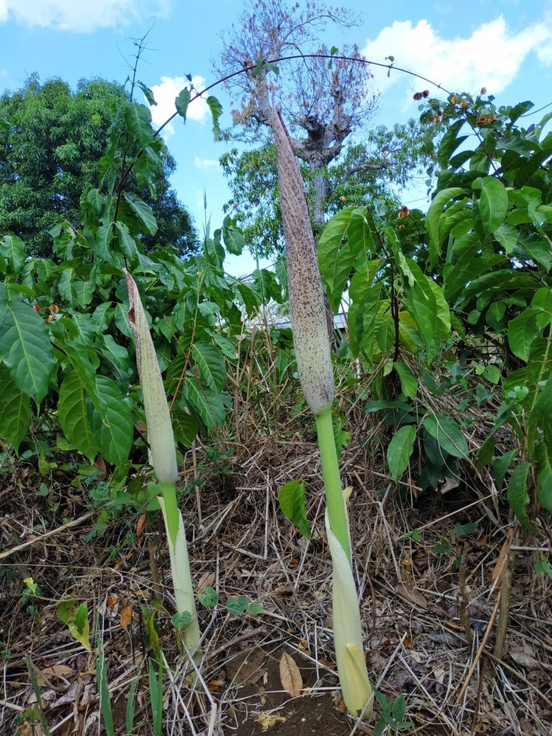 Amorphophallus hildebrandtii photo 2