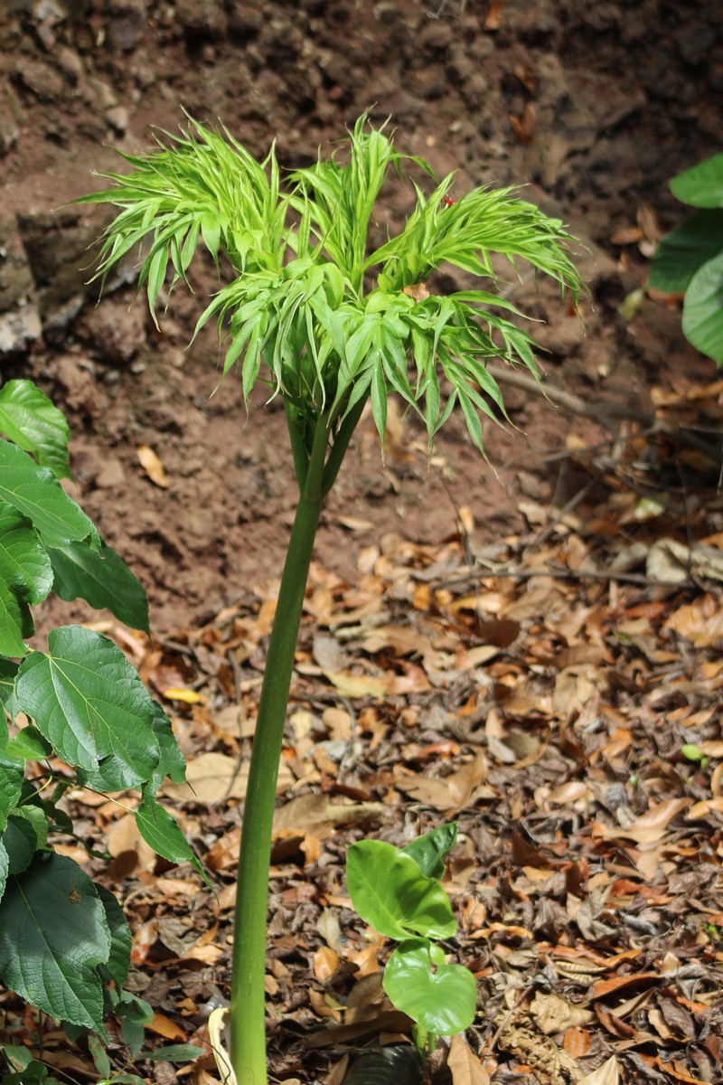 Amorphophallus hildebrandtii photo 3