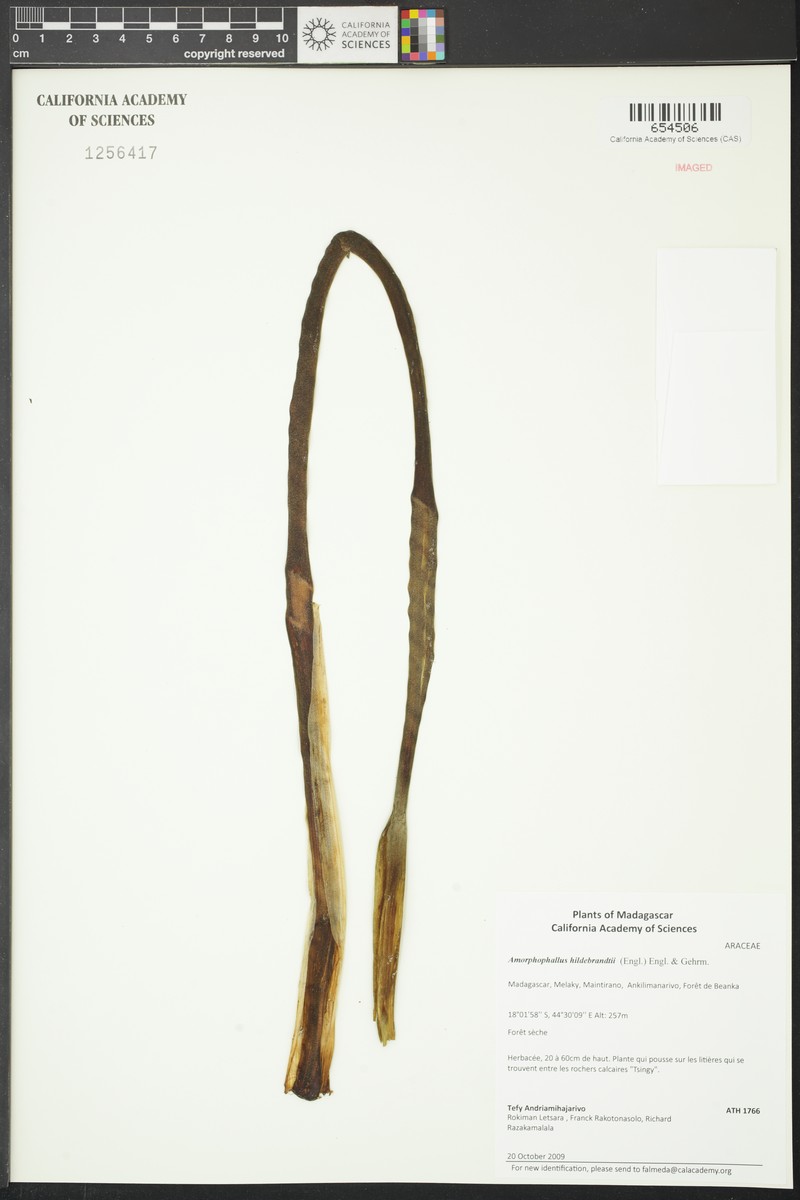 Amorphophallus hildebrandtii photo 4