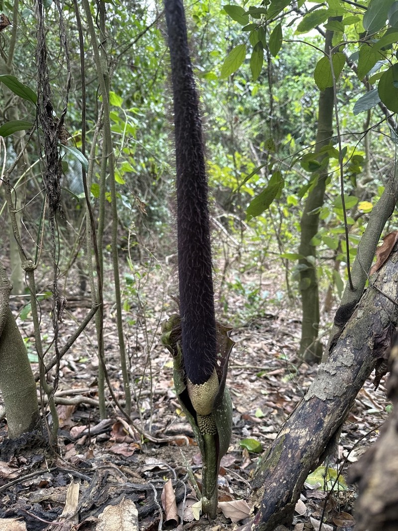 Amorphophallus hirtus