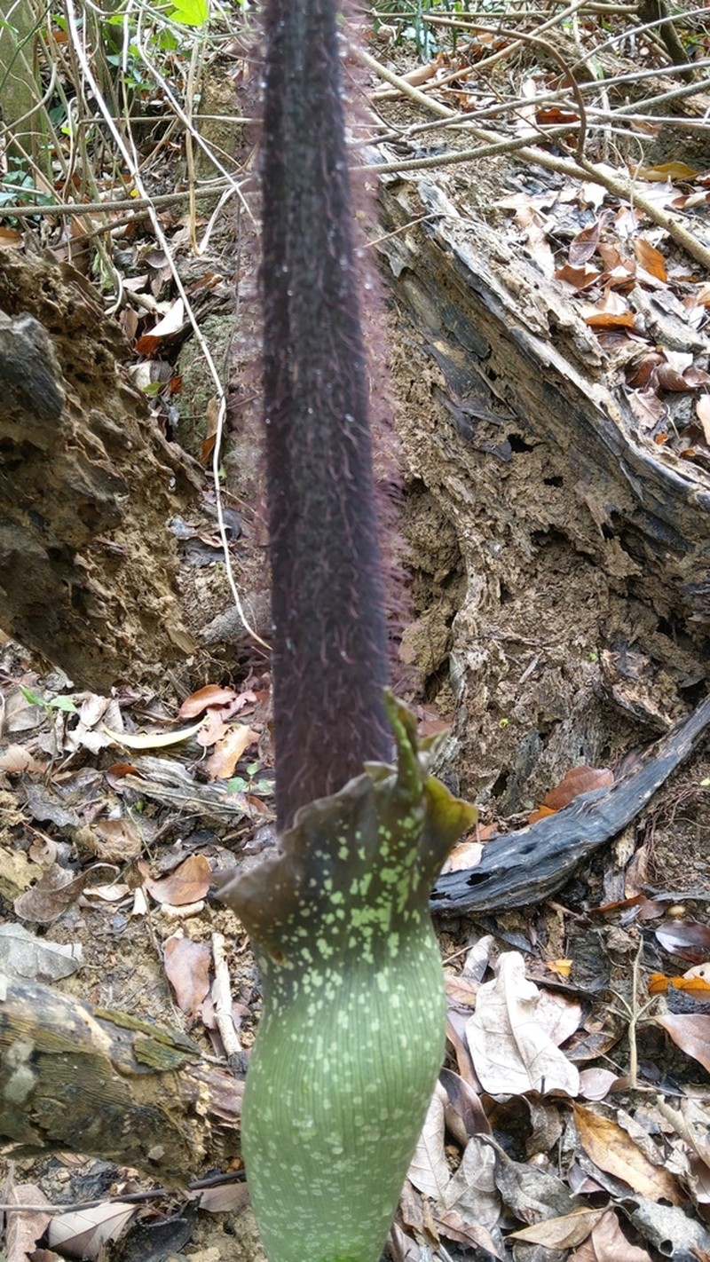 Amorphophallus hirtus photo 2