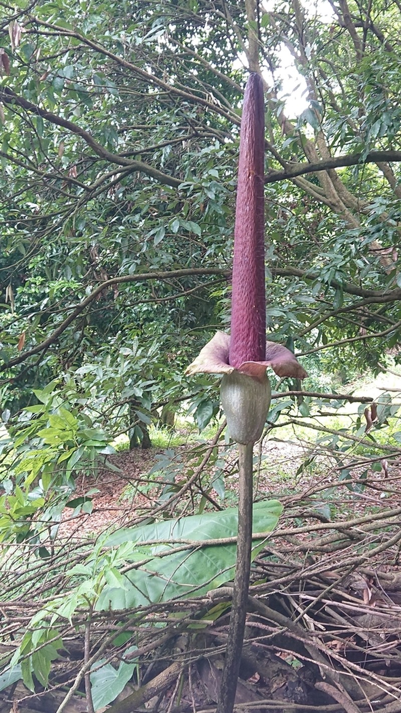 Amorphophallus hirtus photo 3