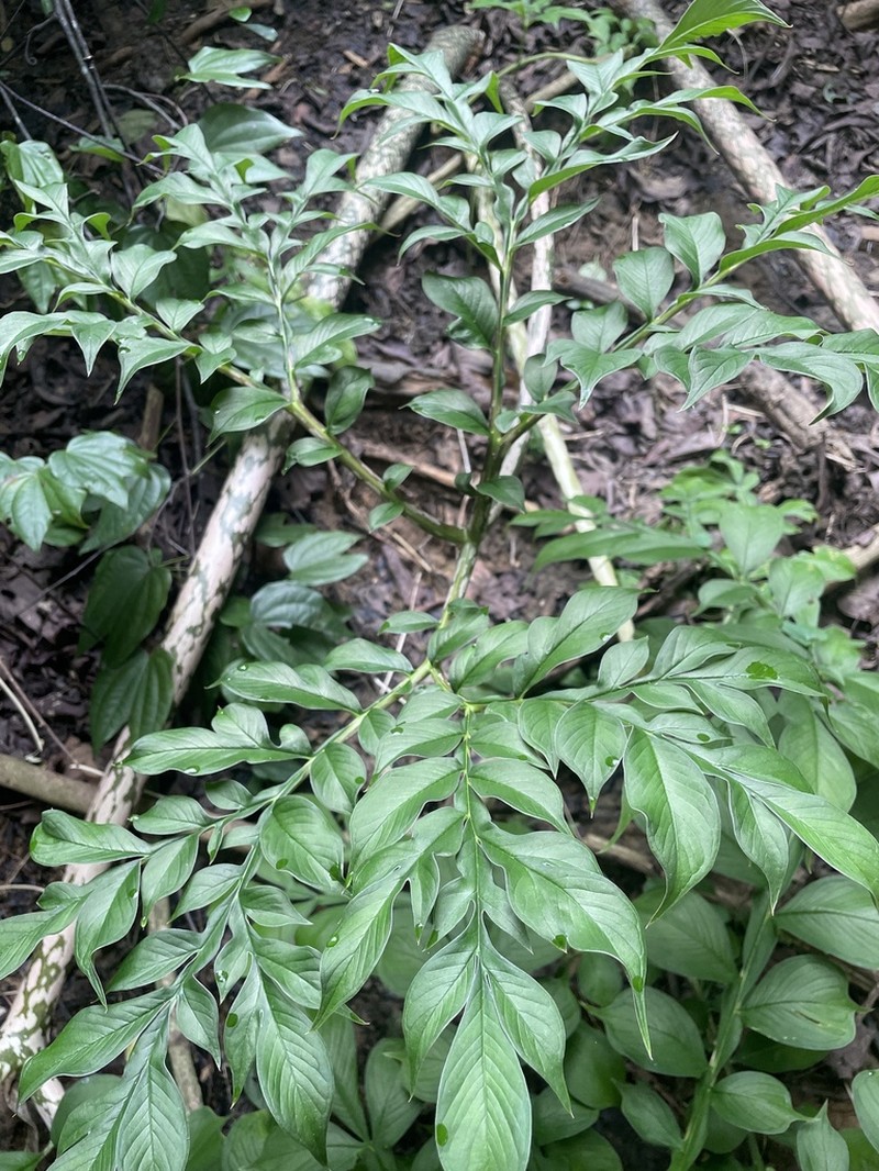 Amorphophallus hirtus photo 4
