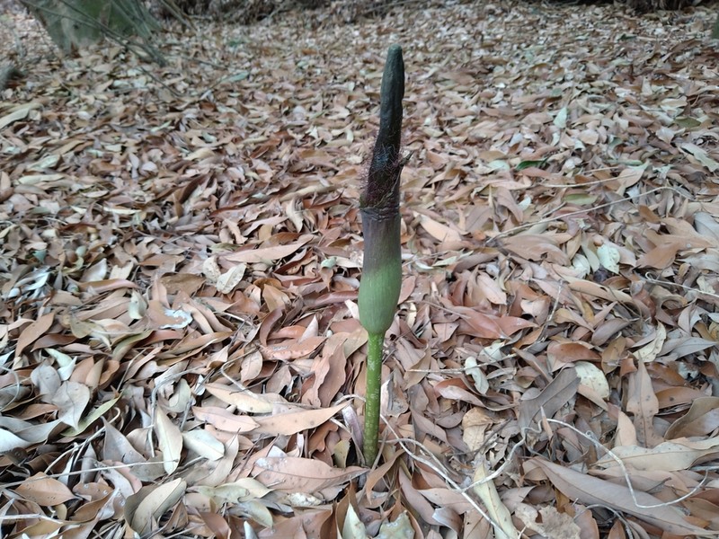 Amorphophallus hirtus photo 5