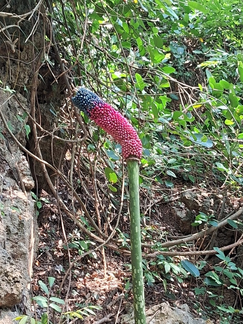 Amorphophallus hirtus photo 6