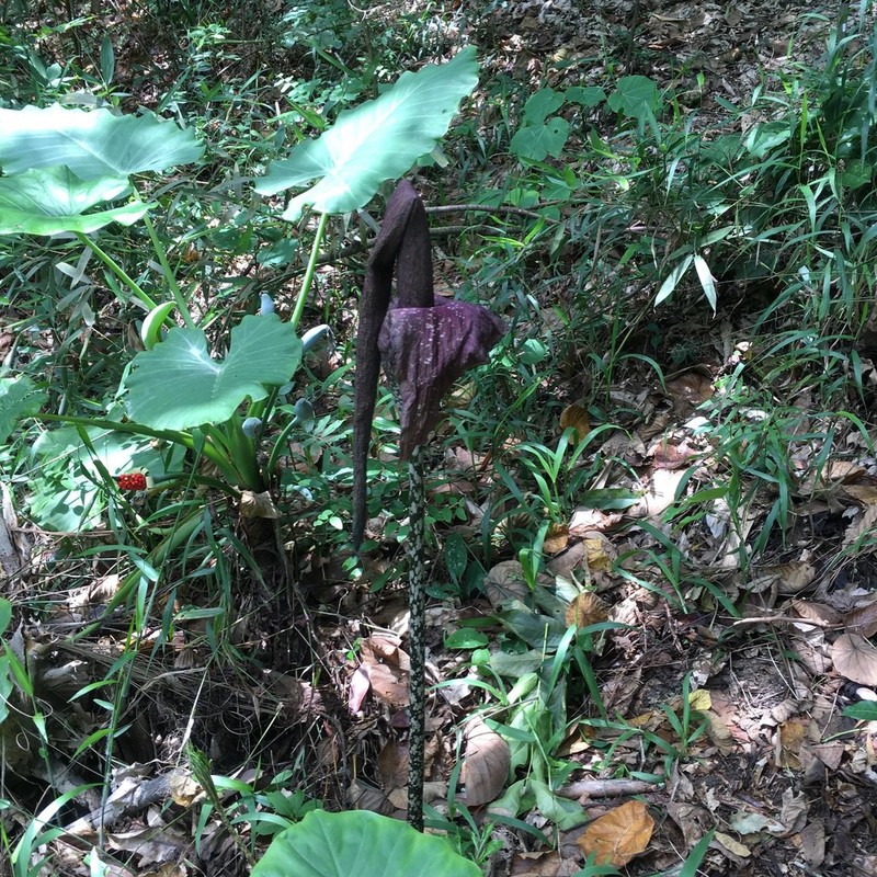 Amorphophallus hirtus photo 7