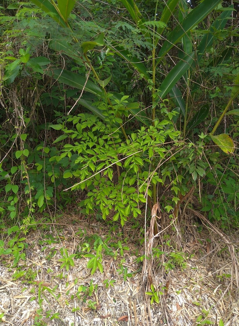 Amorphophallus hirtus photo 8