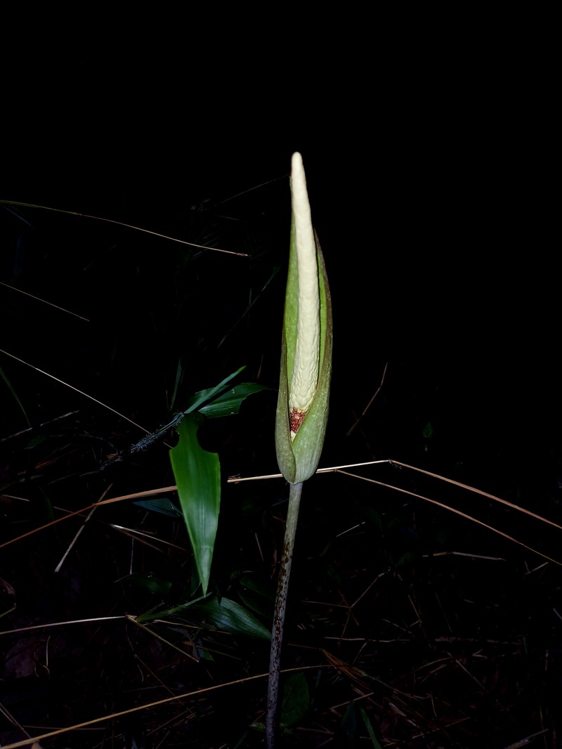Amorphophallus hohenackeri