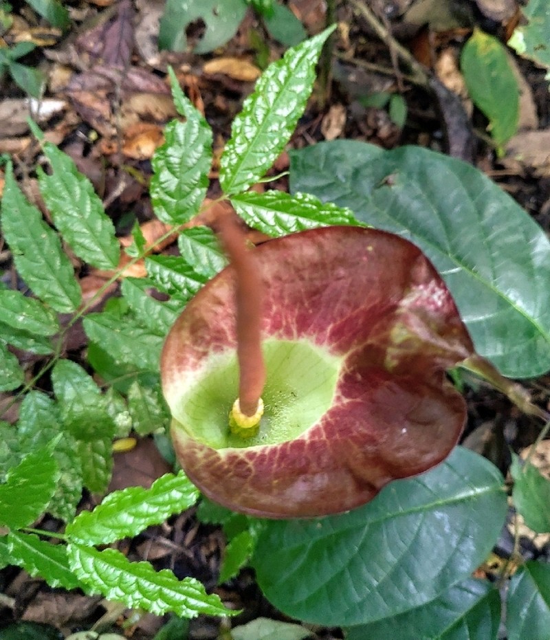 Amorphophallus johnsonii