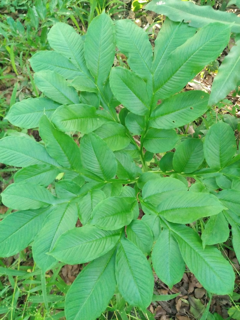 Amorphophallus johnsonii photo 2