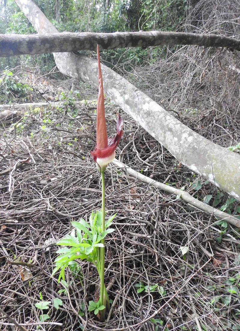 Amorphophallus johnsonii photo 3