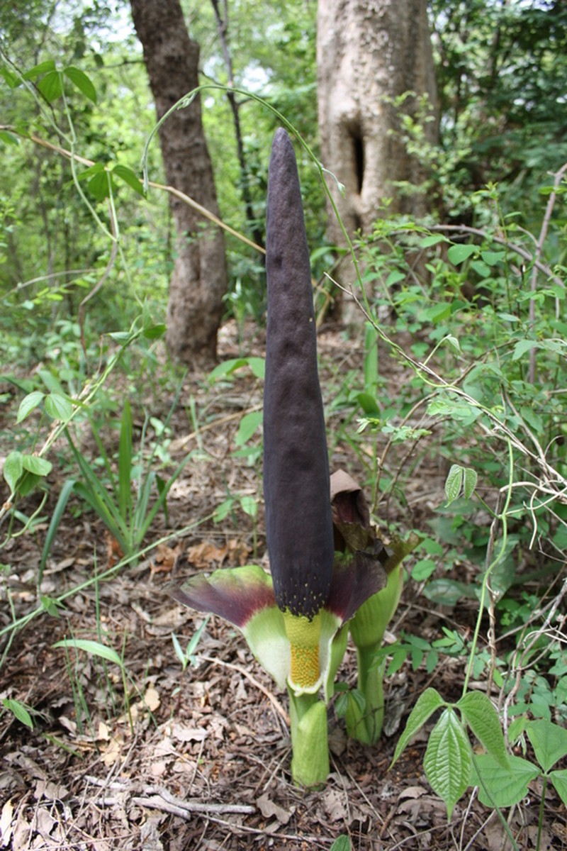 Amorphophallus johnsonii photo 4