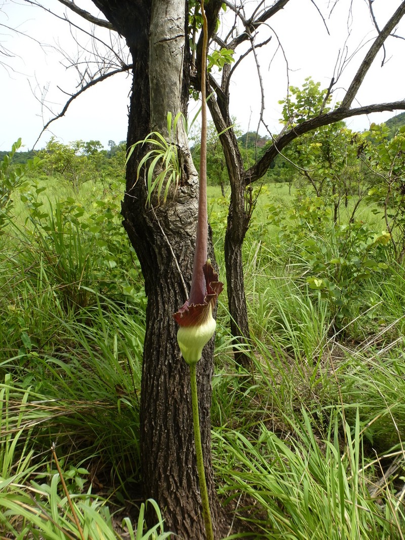 Amorphophallus johnsonii photo 5