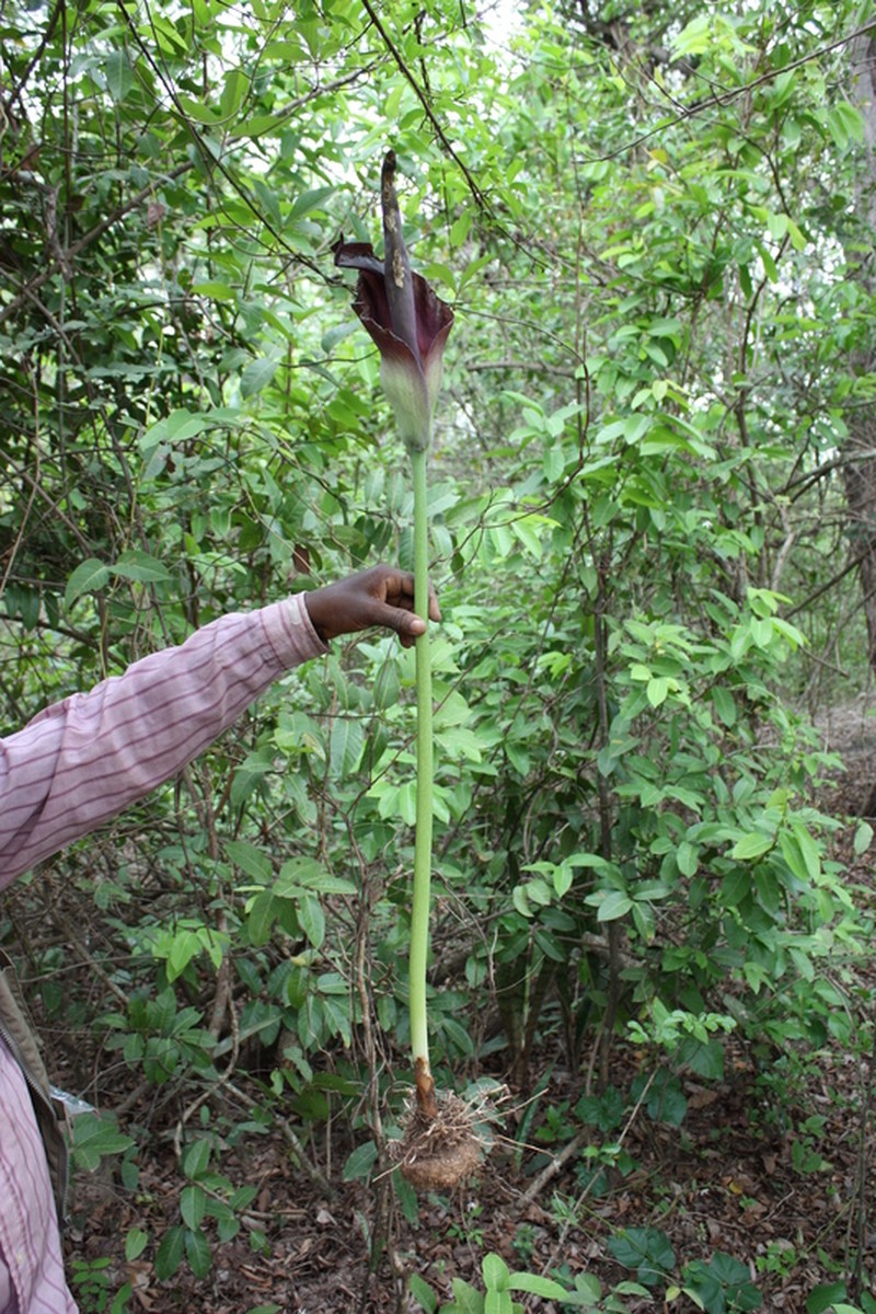 Amorphophallus johnsonii photo 6