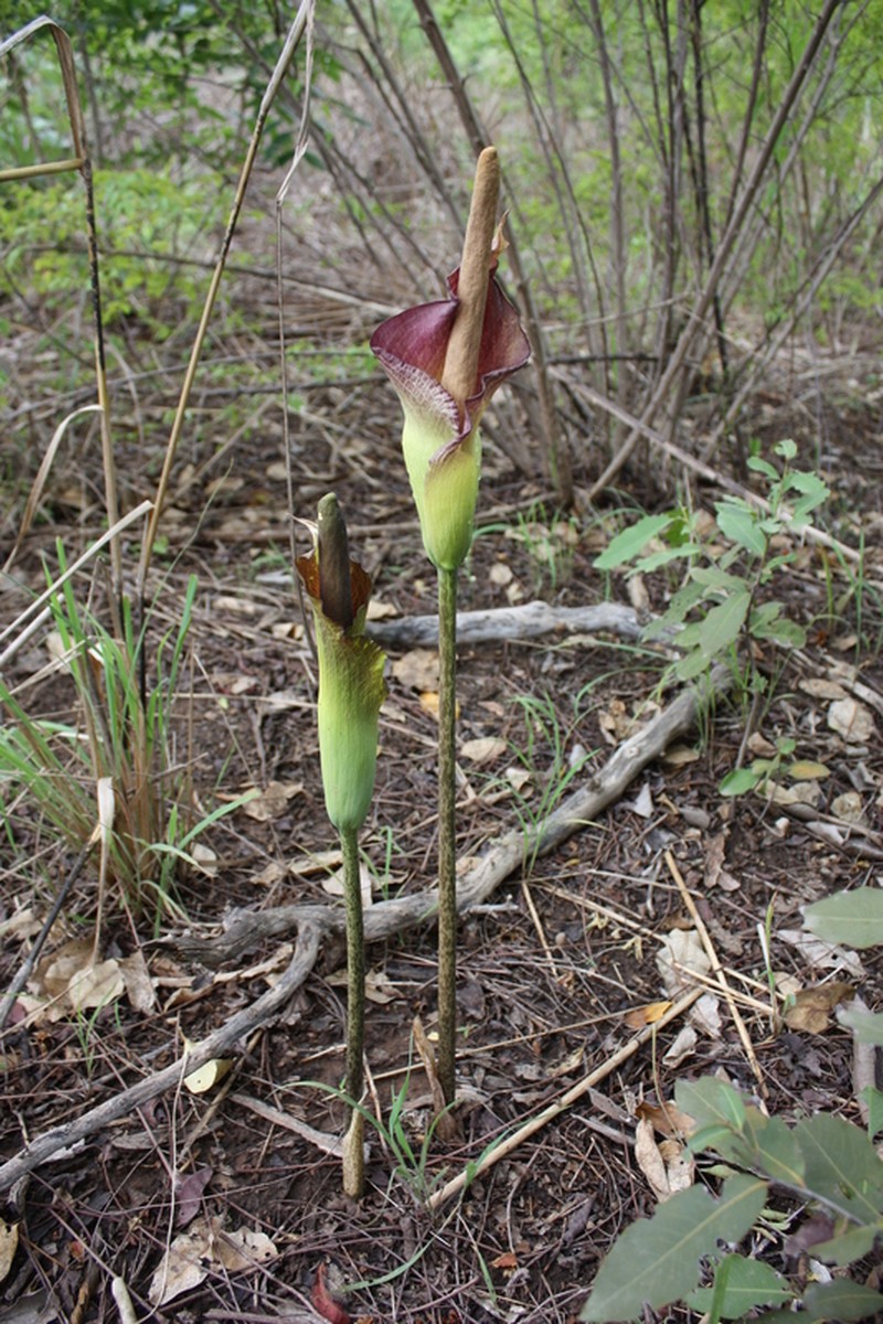 Amorphophallus johnsonii photo 7