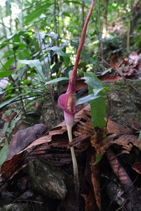 Amorphophallus julaihii