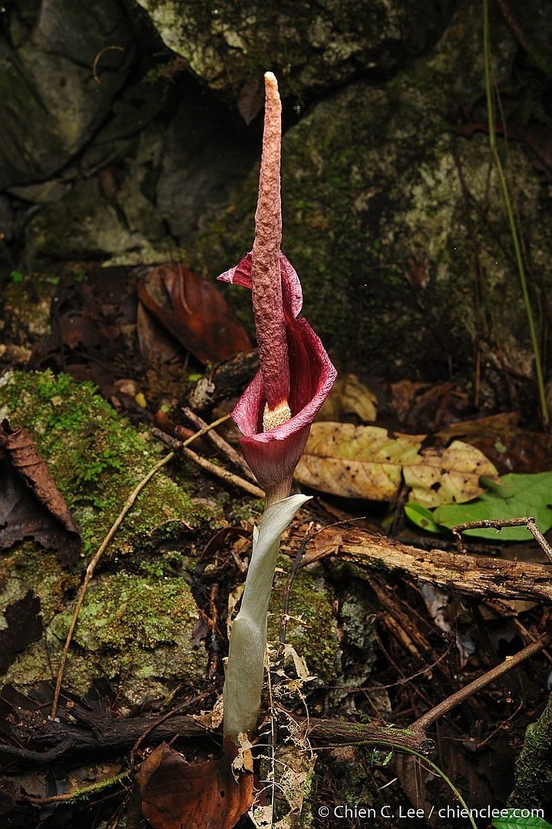 Amorphophallus julaihii photo 2