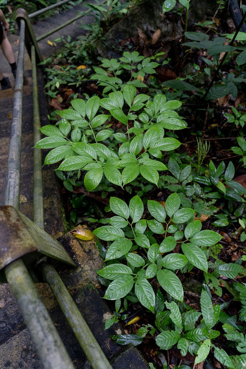 Amorphophallus julaihii photo 4