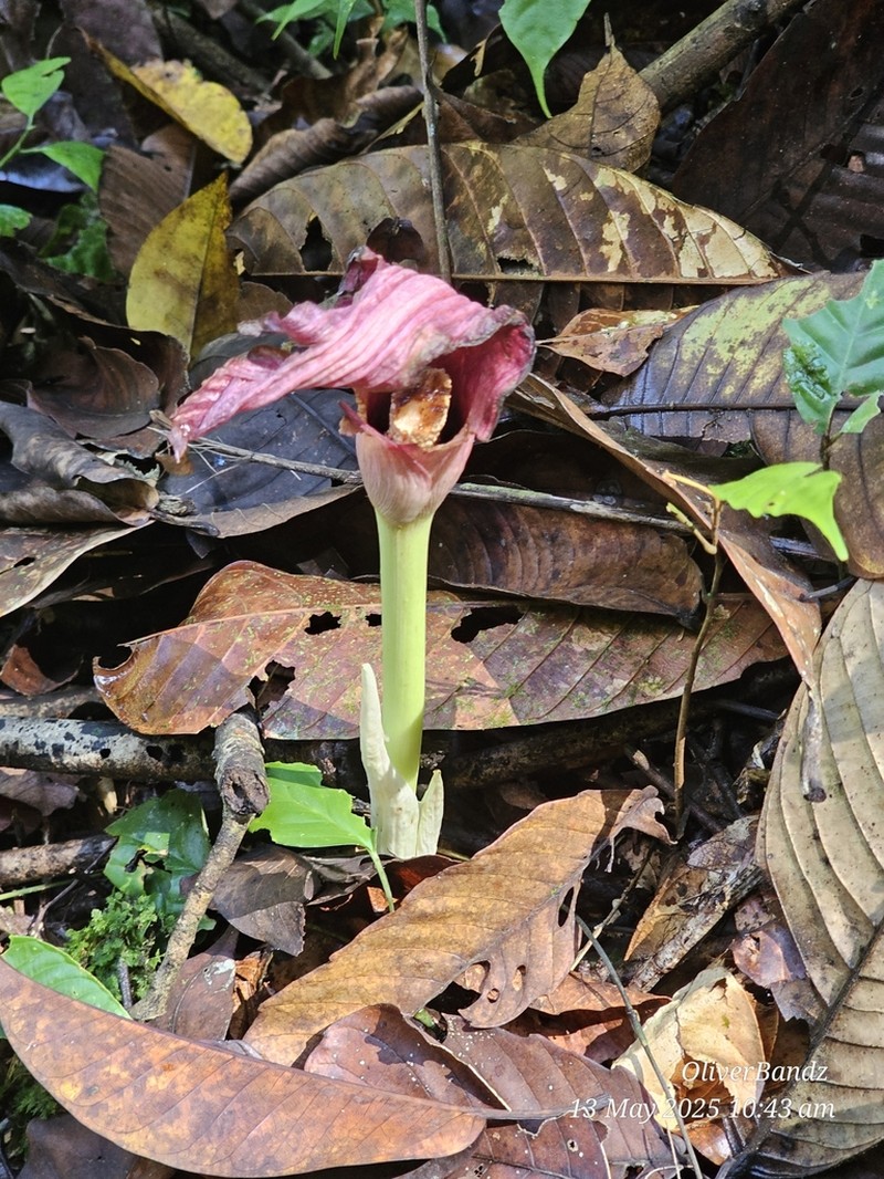 Amorphophallus julaihii photo 5