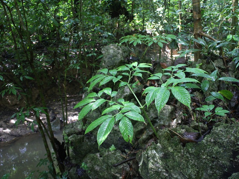 Amorphophallus julaihii photo 6