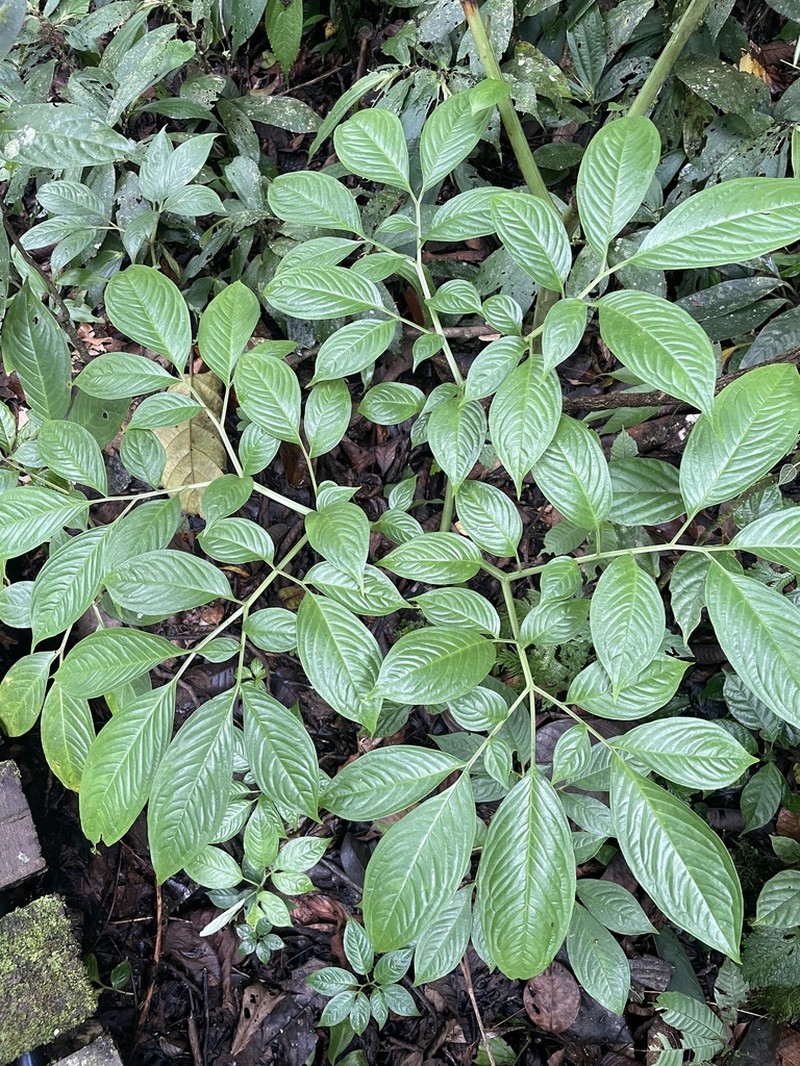 Amorphophallus julaihii photo 7