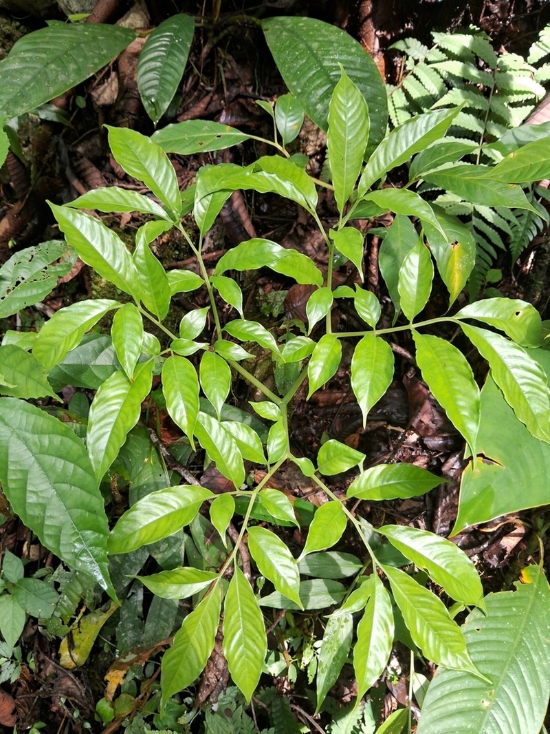 Amorphophallus julaihii photo 8