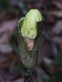 Amorphophallus kachinensis