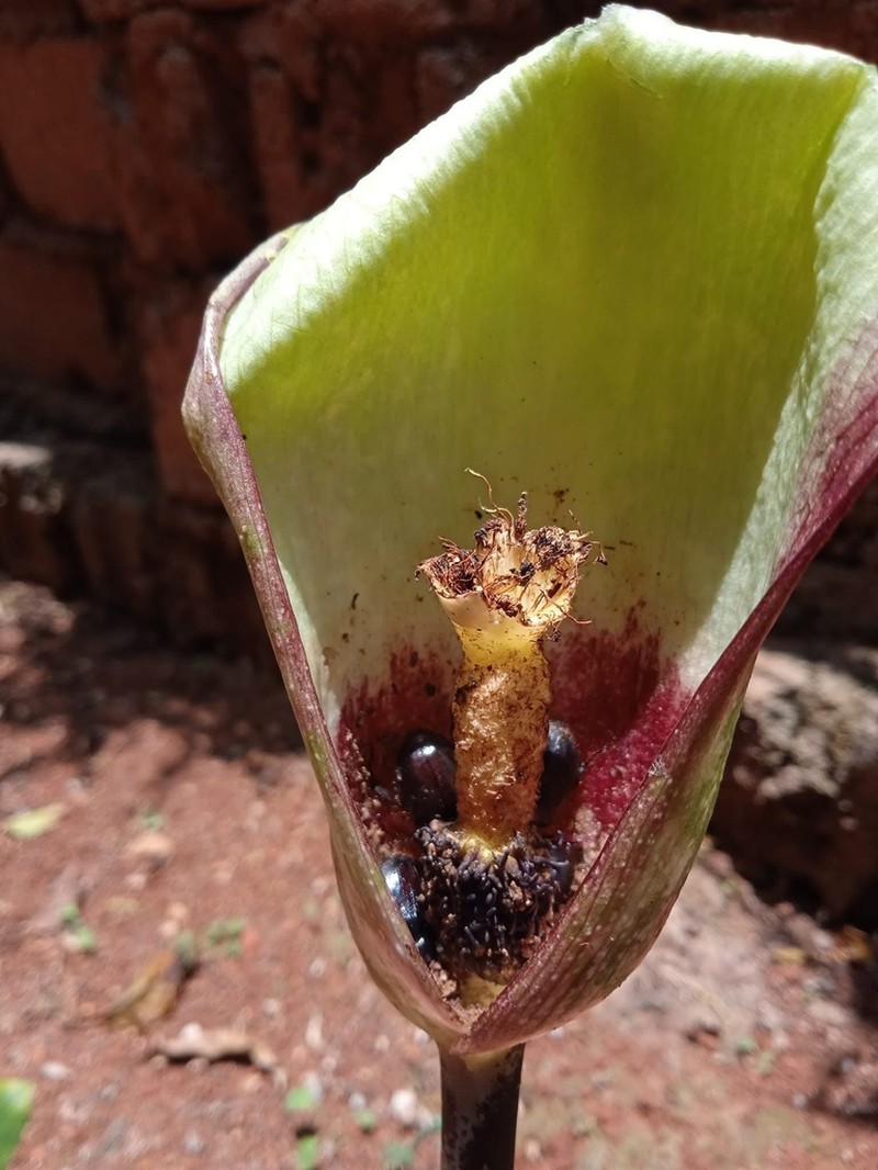 Amorphophallus kachinensis photo 3