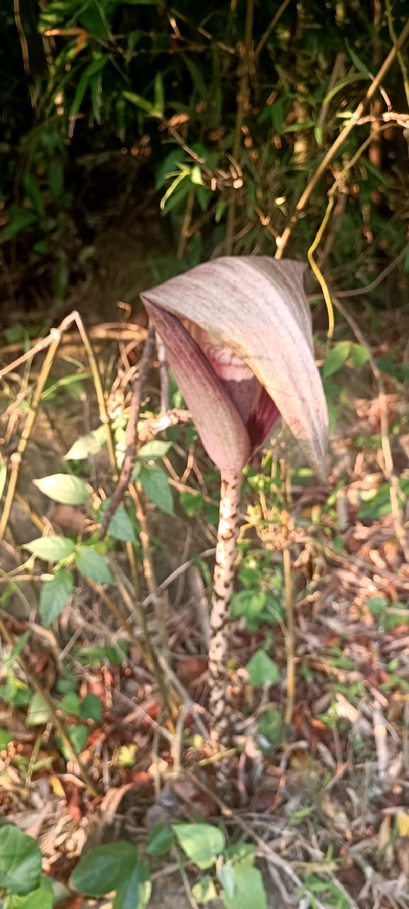 Amorphophallus kachinensis photo 4