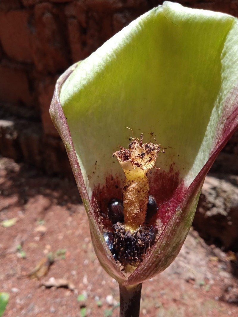 Amorphophallus kachinensis photo 6