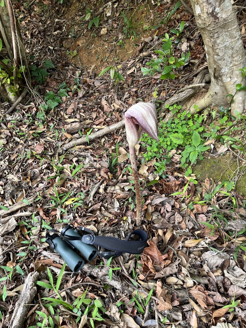Amorphophallus kachinensis photo 7
