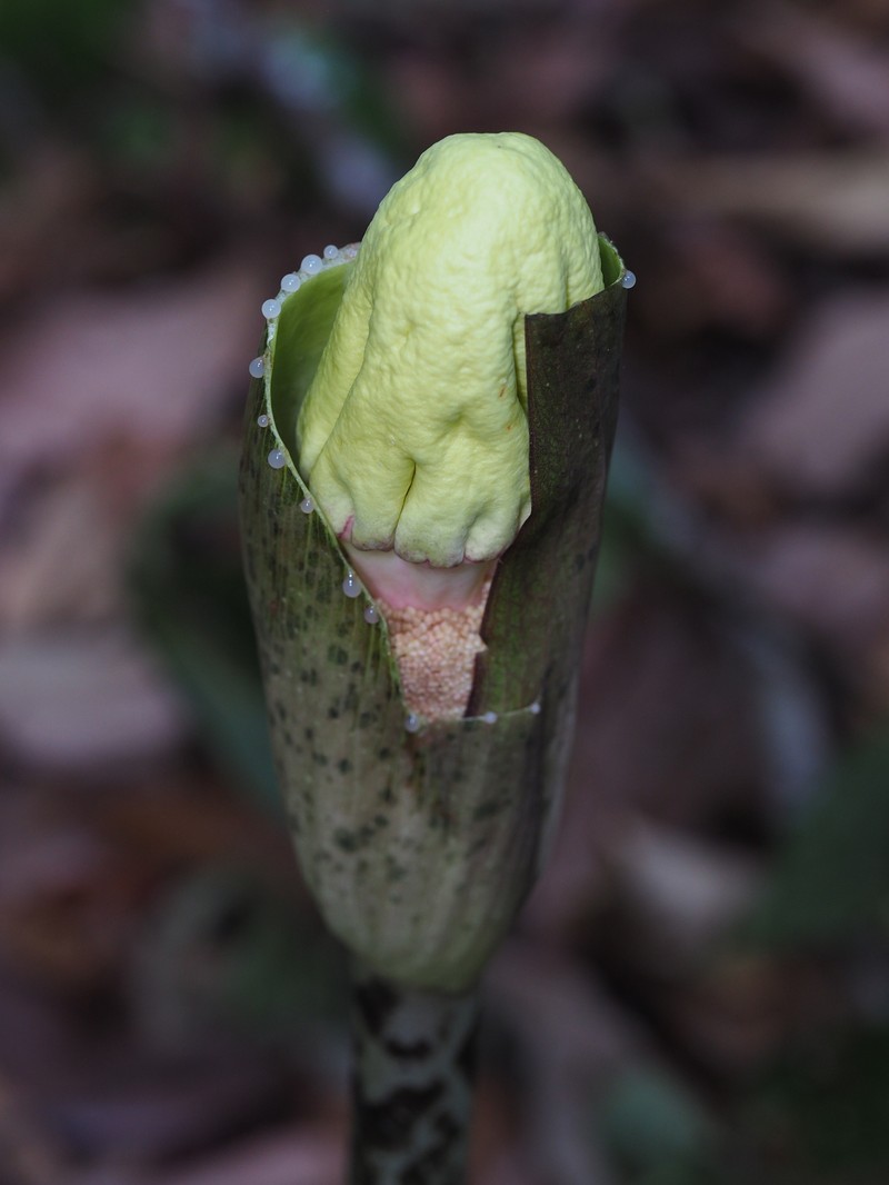Amorphophallus kachinensis photo 8