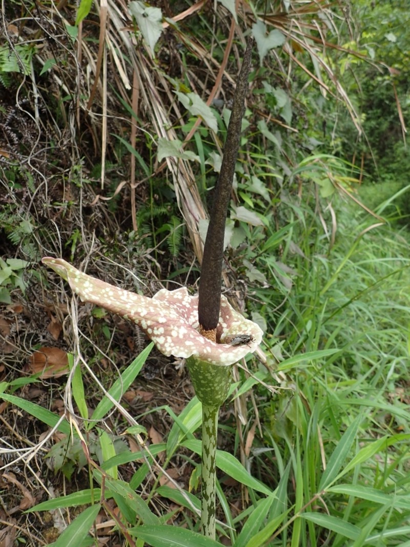 Amorphophallus kiusianus