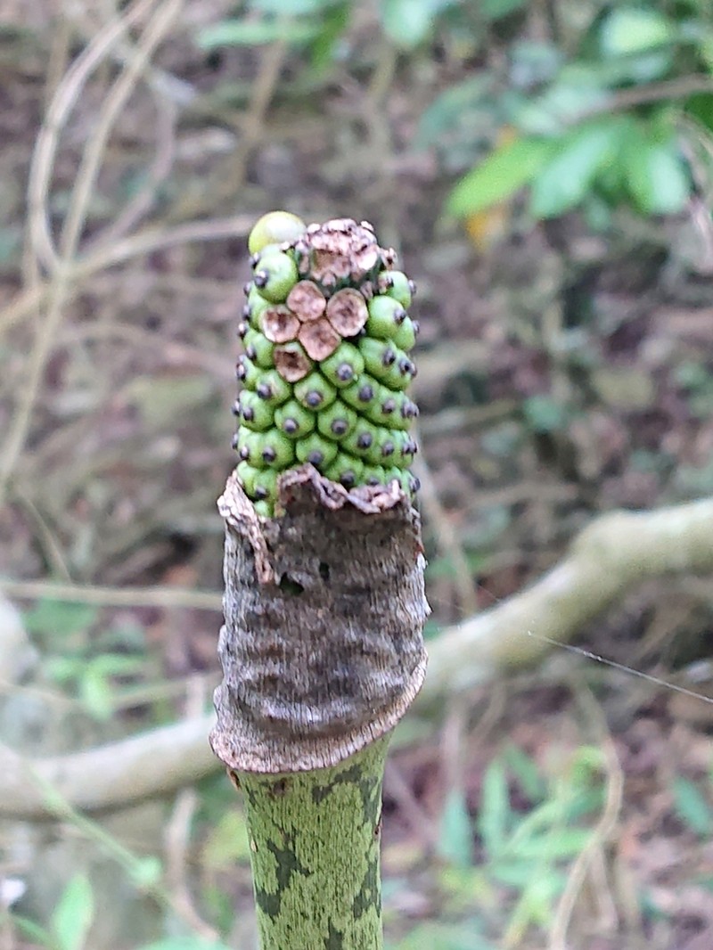 Amorphophallus kiusianus photo 3