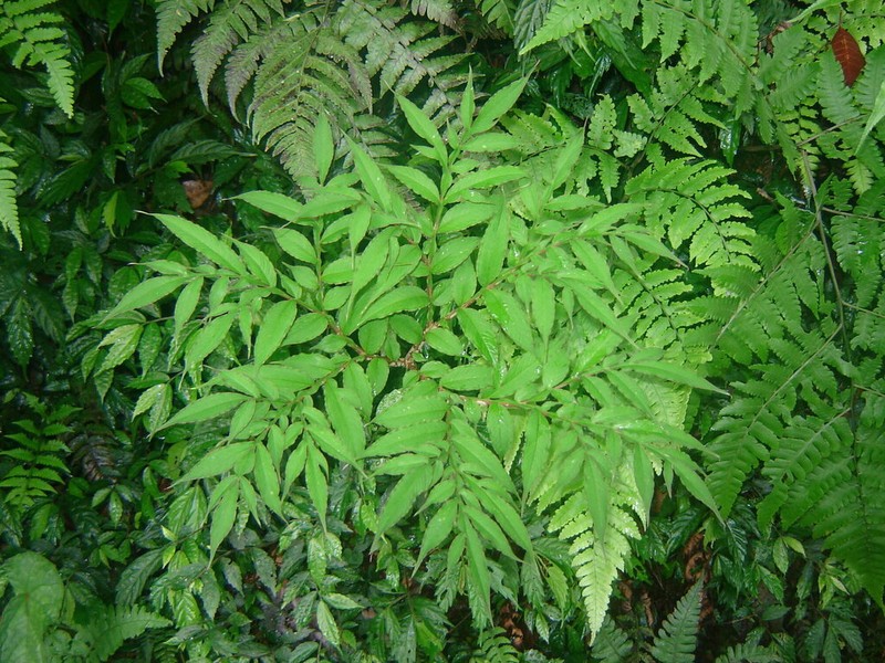 Amorphophallus kiusianus photo 4