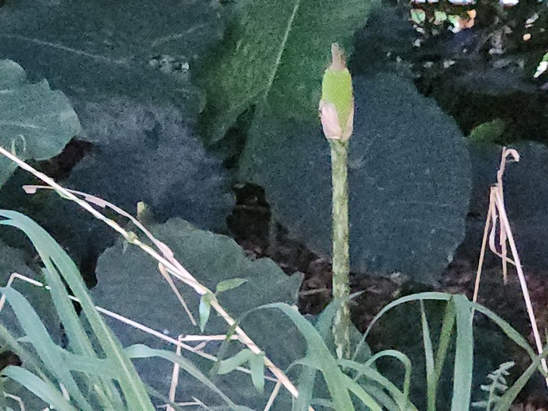 Amorphophallus kiusianus photo 5