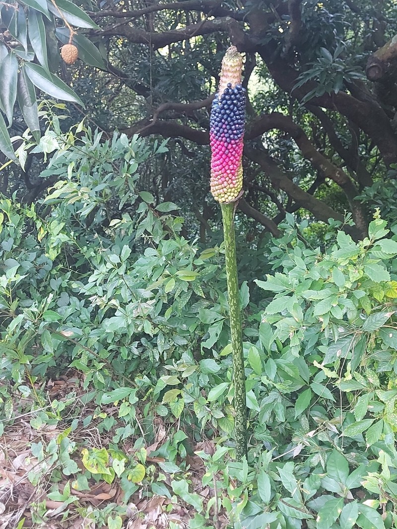Amorphophallus kiusianus photo 7