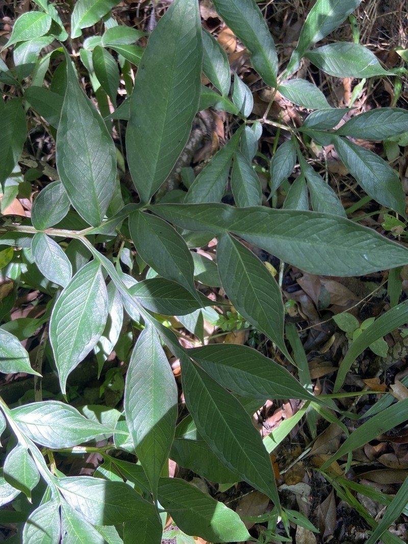 Amorphophallus kiusianus photo 8