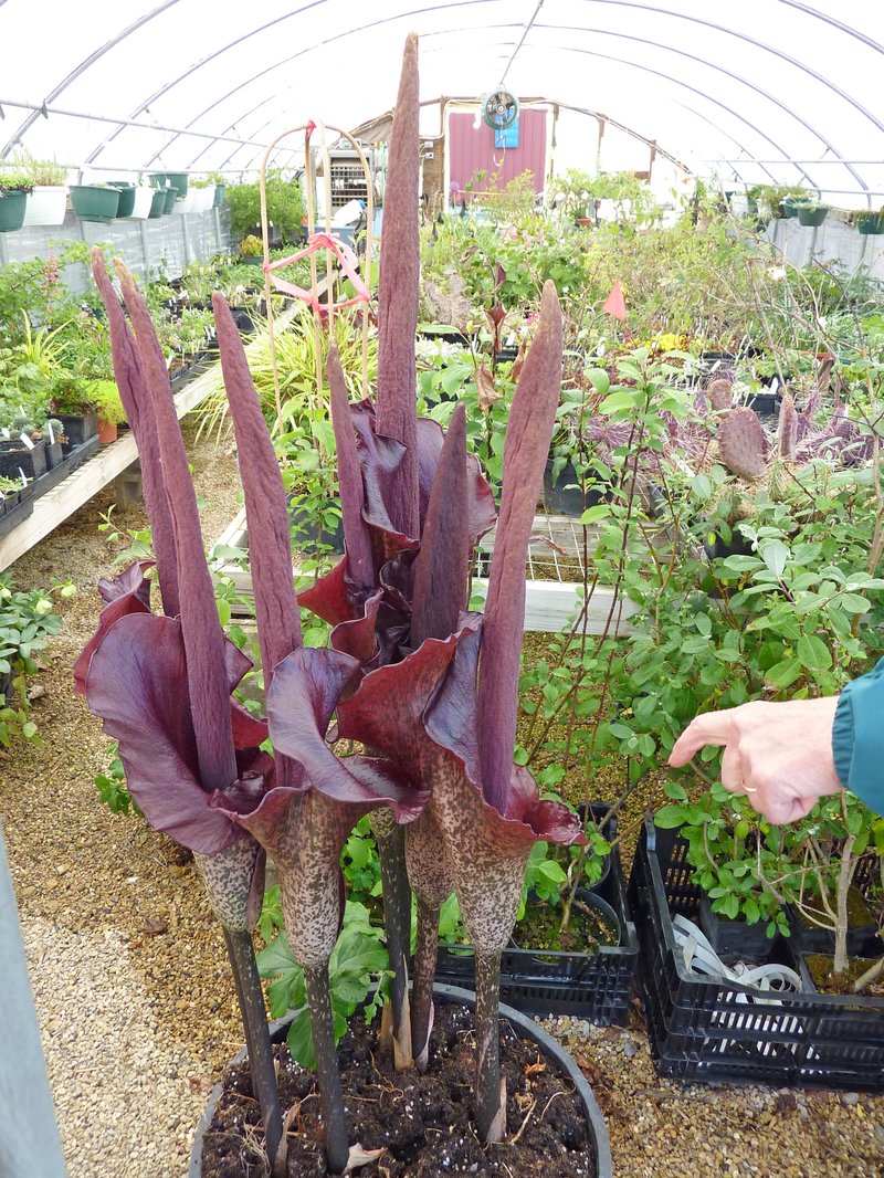 Devil's Tongue photo 2