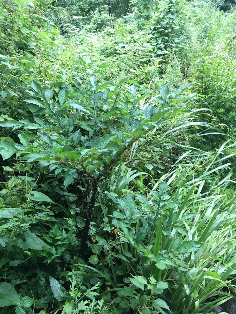 Devil's Tongue photo 5