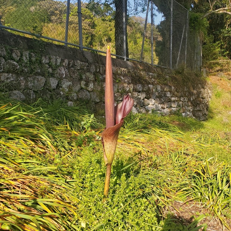 Devil's Tongue photo 6