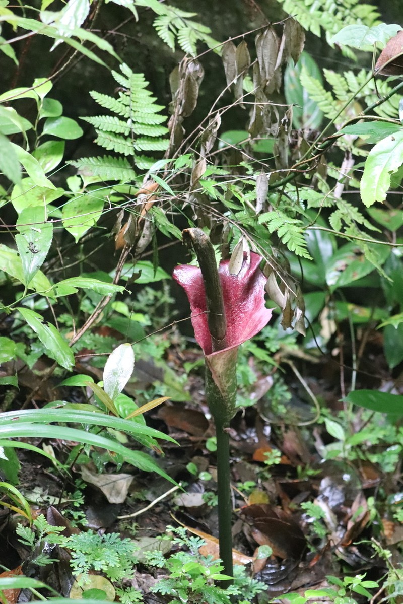 Devil's Tongue photo 7