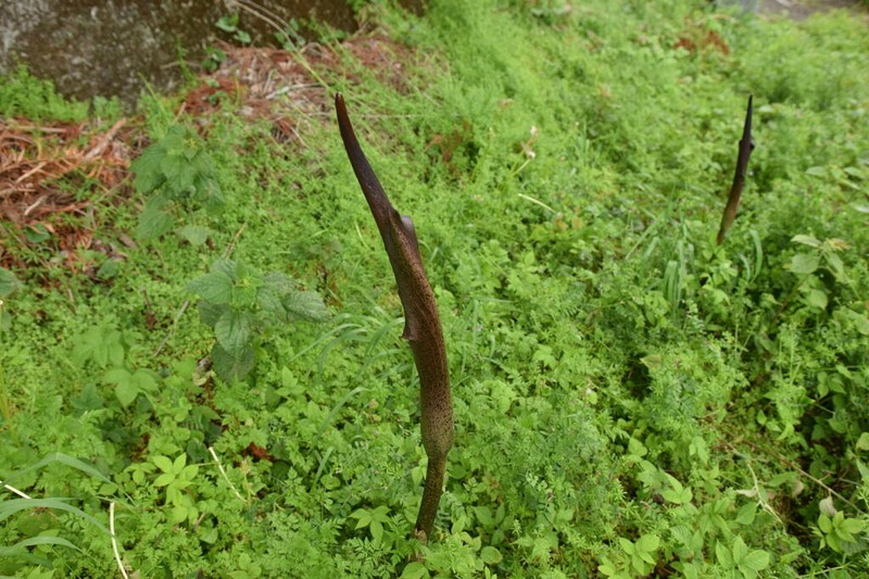 Devil's Tongue photo 8