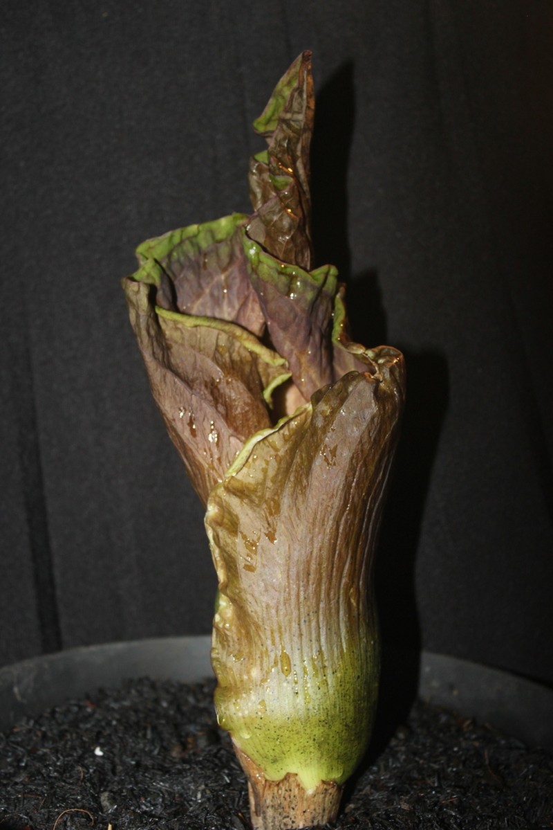 Amorphophallus koratensis photo 2