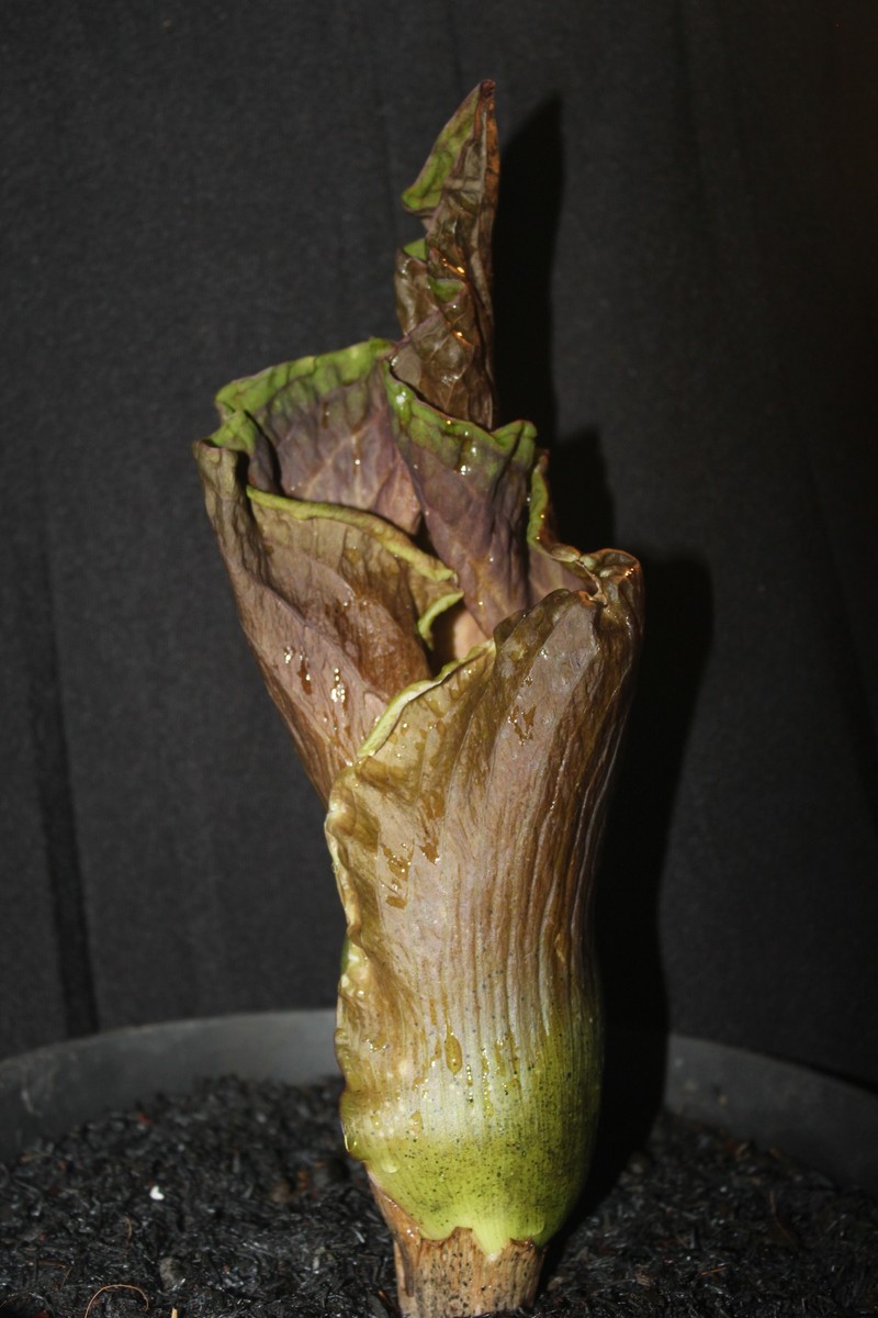 Amorphophallus koratensis photo 3
