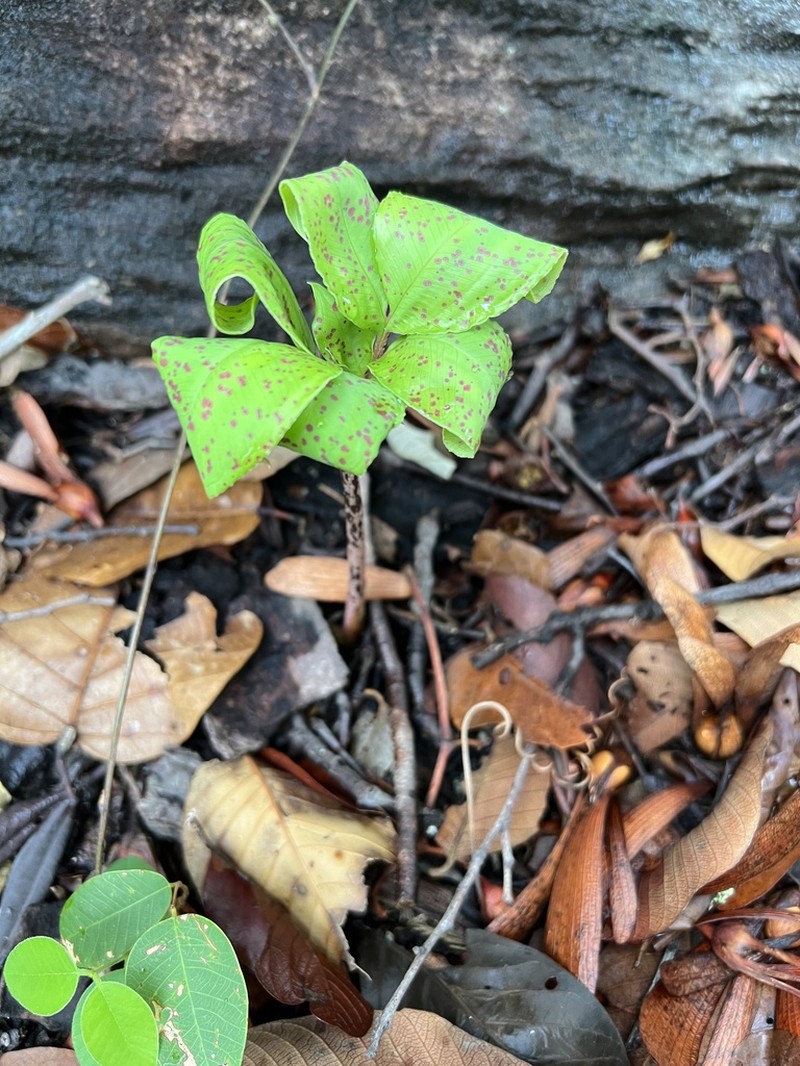 Amorphophallus lacourii